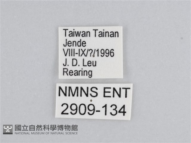 樺斑蝶藏品圖，第3張