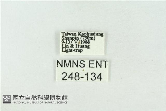 基褐綠刺蛾藏品圖，第3張