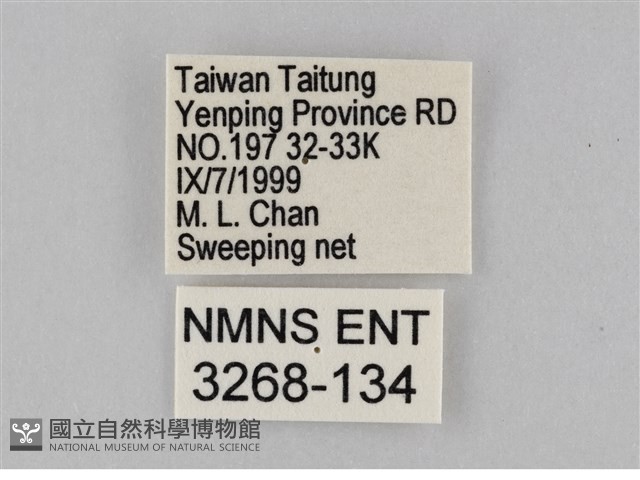 豆環蛺蝶藏品圖，第3張