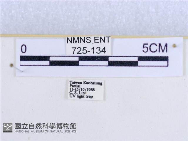 粉蝶燈蛾藏品圖，第3張