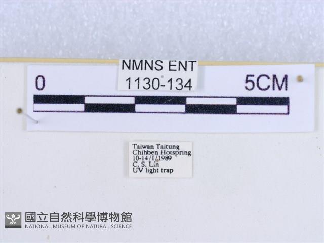 粉蝶燈蛾藏品圖，第3張