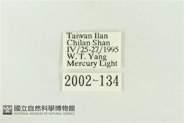 棍棒污燈蛾藏品圖，第3張