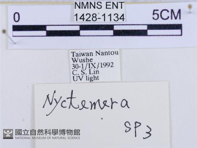 後凸蝶燈蛾藏品圖，第3張