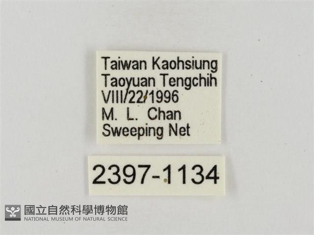 奇萊禪弄蝶藏品圖，第3張