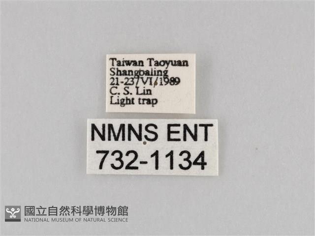 斜紋夜盜蛾藏品圖，第3張