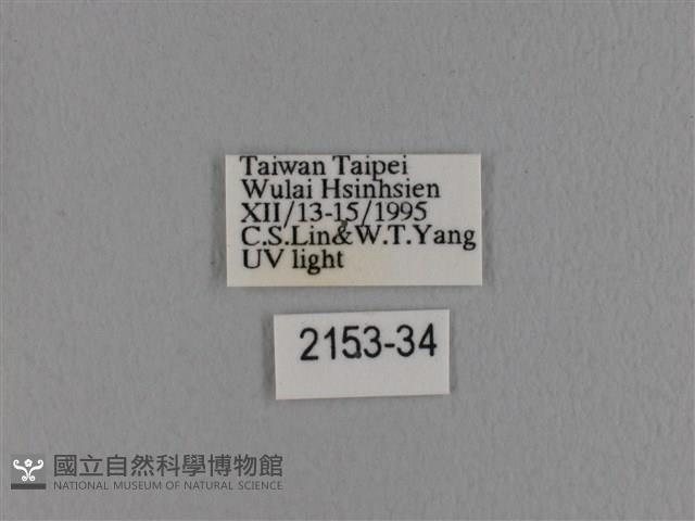 波紋枯葉蛾藏品圖，第3張