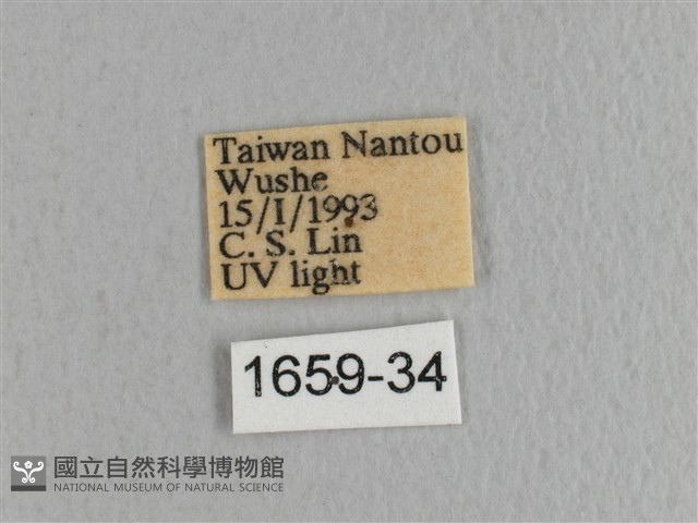 川邊氏枯葉蛾藏品圖，第3張