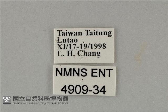 藍灰蝶沖繩亞種藏品圖，第3張