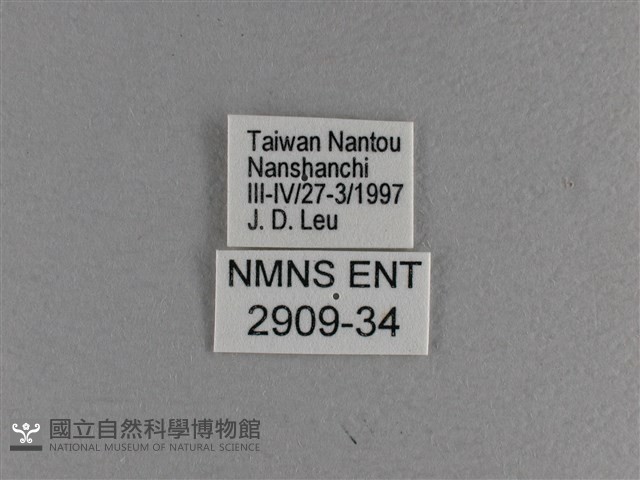 小雙尾蛺蝶藏品圖，第3張