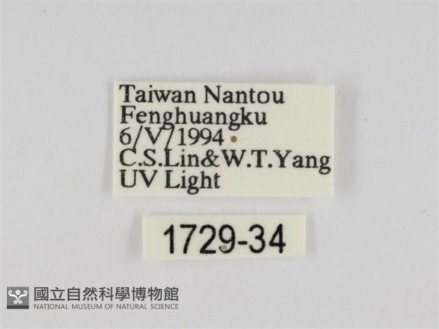 線紋篩蛾藏品圖，第3張