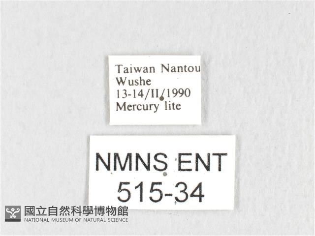 銀肩枯葉蛾藏品圖，第3張