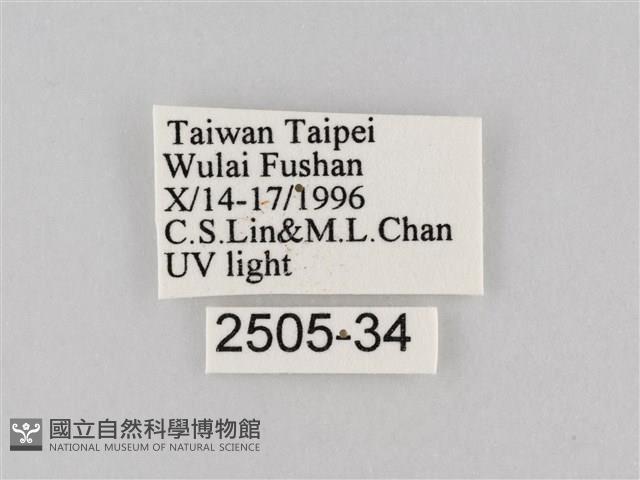 長斑擬燈蛾藏品圖，第3張