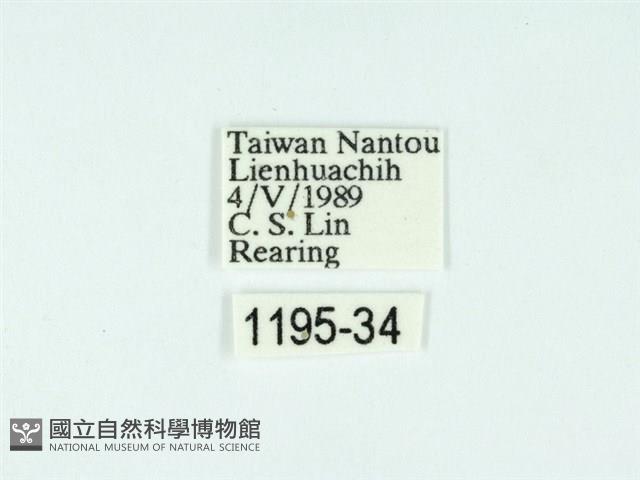 黃肩奇蛾藏品圖，第3張