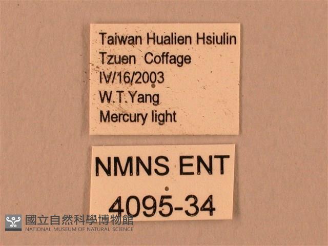 臺灣鋸翅天蛾藏品圖，第3張