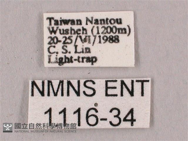 桃紅六點天蛾藏品圖，第3張