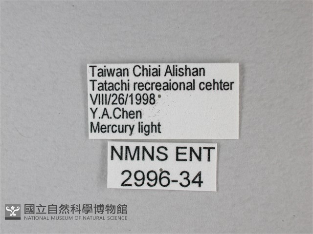 苧麻細蝶藏品圖，第3張