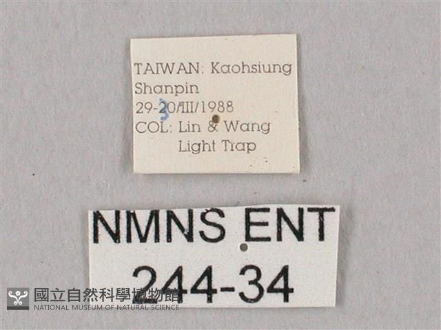 栗六點天蛾藏品圖，第3張