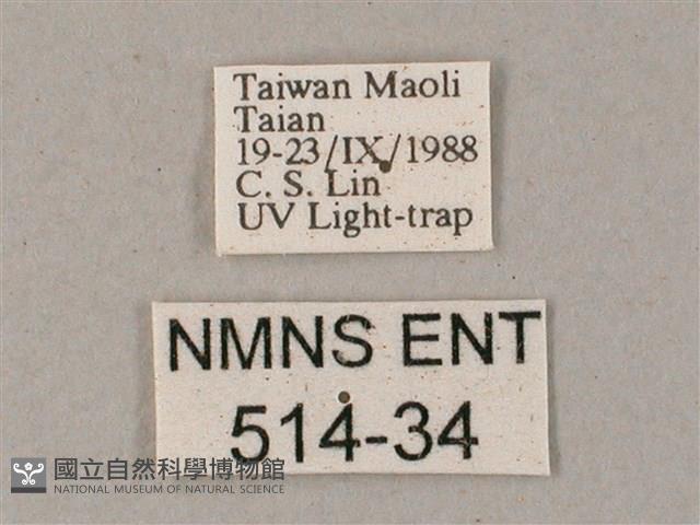 間斷斜紋天蛾藏品圖，第3張