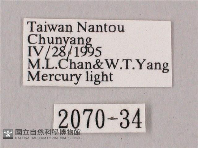 粗斜紋天蛾藏品圖，第3張