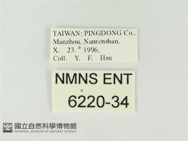 暗色紫灰蝶藏品圖，第3張