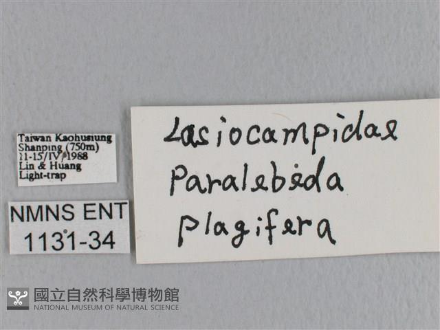 大褐斑枯葉蛾藏品圖，第3張