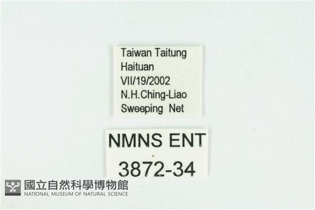 黑點灰蝶藏品圖，第3張