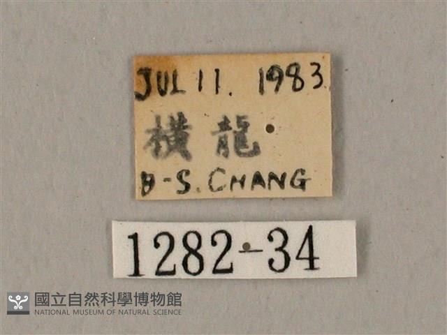 鬼臉天蛾藏品圖，第3張