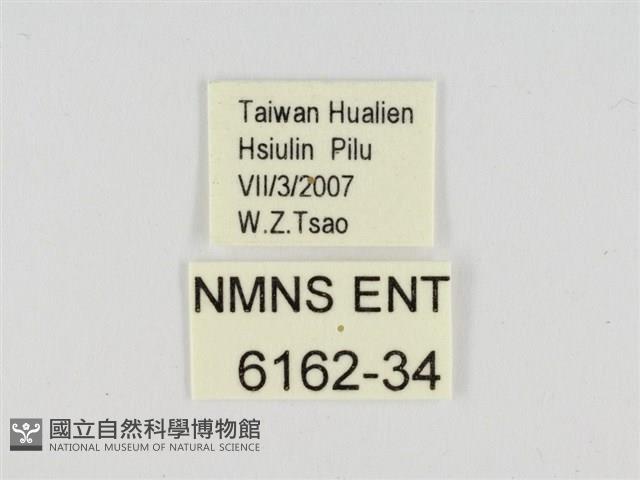 萬大弧弄蝶藏品圖，第3張