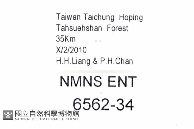 黃緣短角窗螢藏品圖，第3張