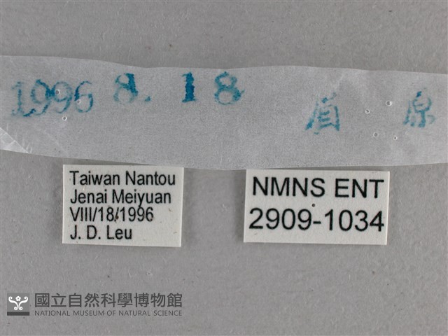 白斑弄蝶藏品圖，第3張