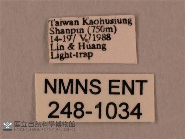 斜線天蛾藏品圖，第3張