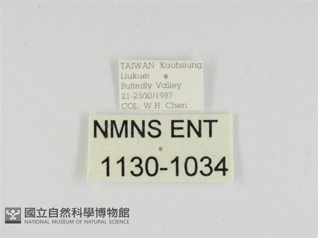 線紋篩蛾藏品圖，第3張