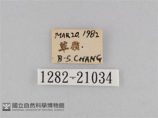 密紋波眼蝶藏品圖，第3張