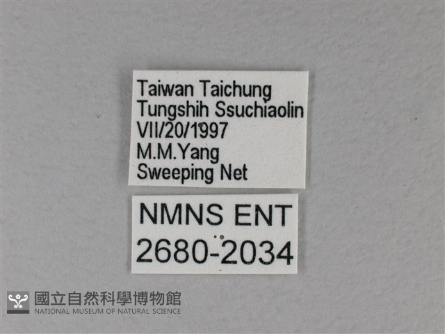 苧麻細蝶藏品圖，第3張