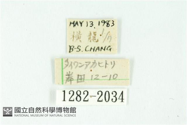 三條橙燈蛾藏品圖，第3張