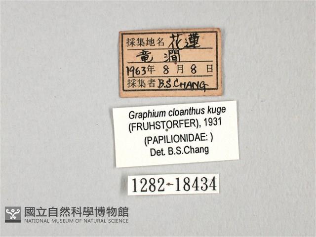 寬帶青鳳蝶藏品圖，第3張
