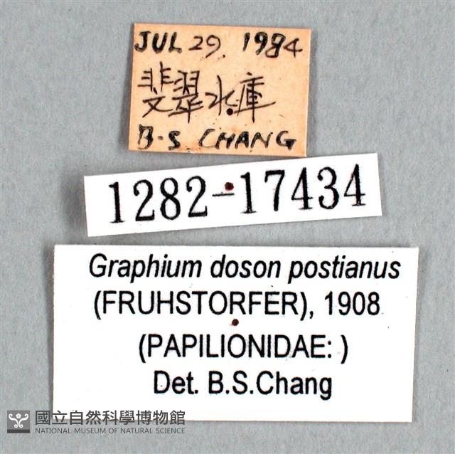 木蘭青鳳蝶藏品圖，第3張
