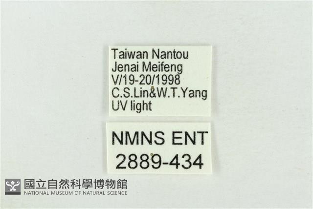 臺灣銀斑異波紋蛾藏品圖，第3張