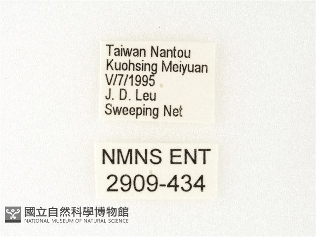 流星蛺蝶藏品圖，第3張