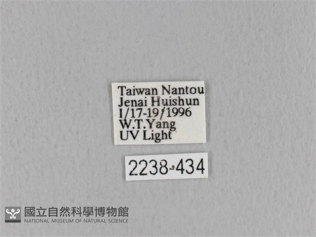 青枯葉蛾藏品圖，第3張