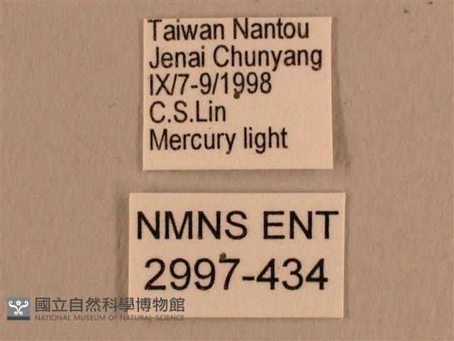 背線天蛾藏品圖，第3張