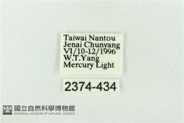 基褐綠刺蛾藏品圖，第3張