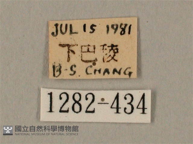 棕綠背線天蛾藏品圖，第3張