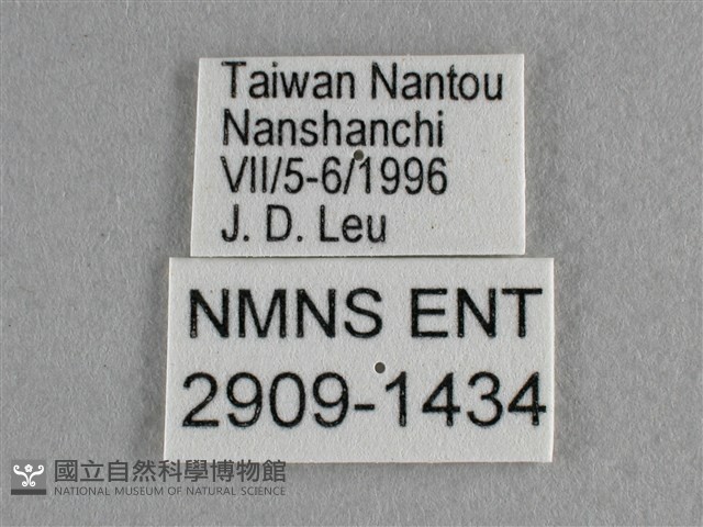 散紋盛蛺蝶藏品圖，第3張