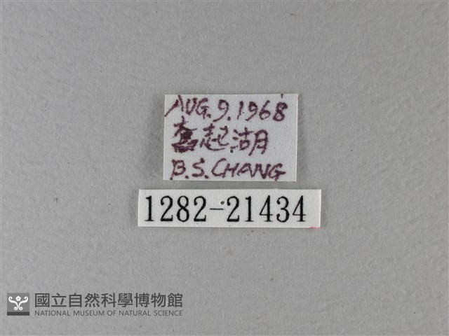 小星弄蝶藏品圖，第3張