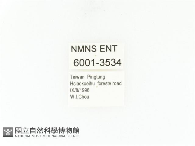 小扇角金龜藏品圖，第2張