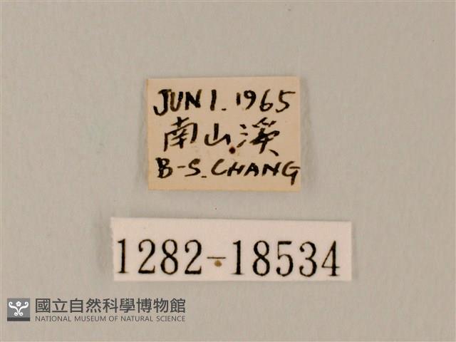 日本紫灰蝶藏品圖，第3張