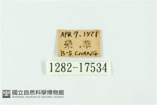 南方洒灰蝶藏品圖，第3張