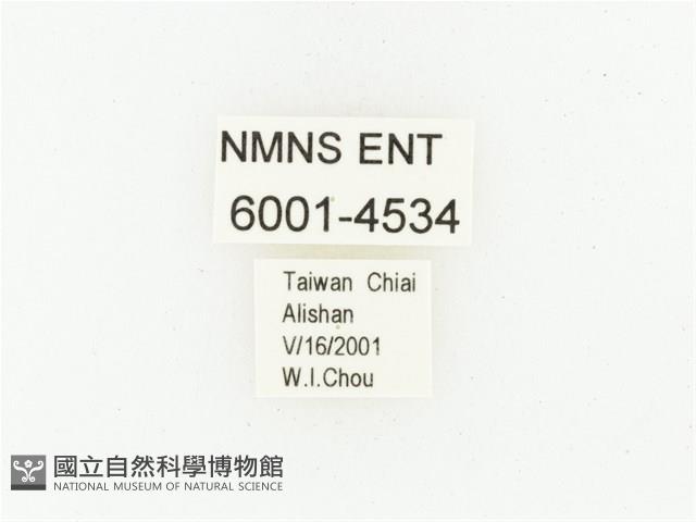 巴蘭陷紋金龜藏品圖，第2張