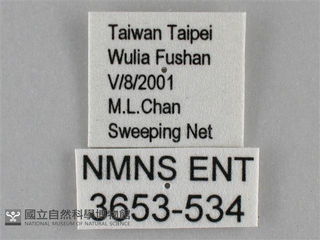 紫俳線蛺蝶藏品圖，第3張